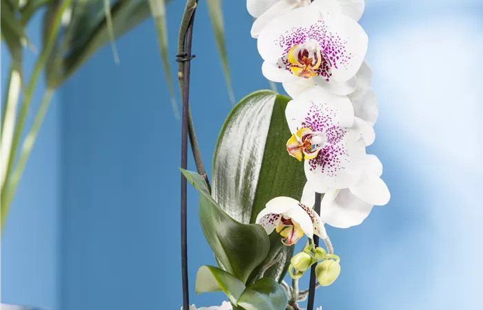 Phalaenopsis 'Waterfall' Phalaenopsis 'Waterfall'