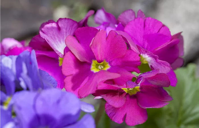 Primula obconica Primula obconica