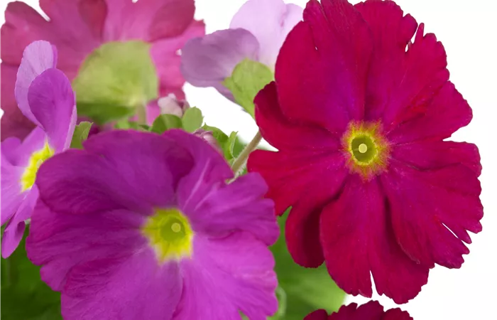 Primula obconica 'Touch Me'® Primula obconica 'Touch Me'®