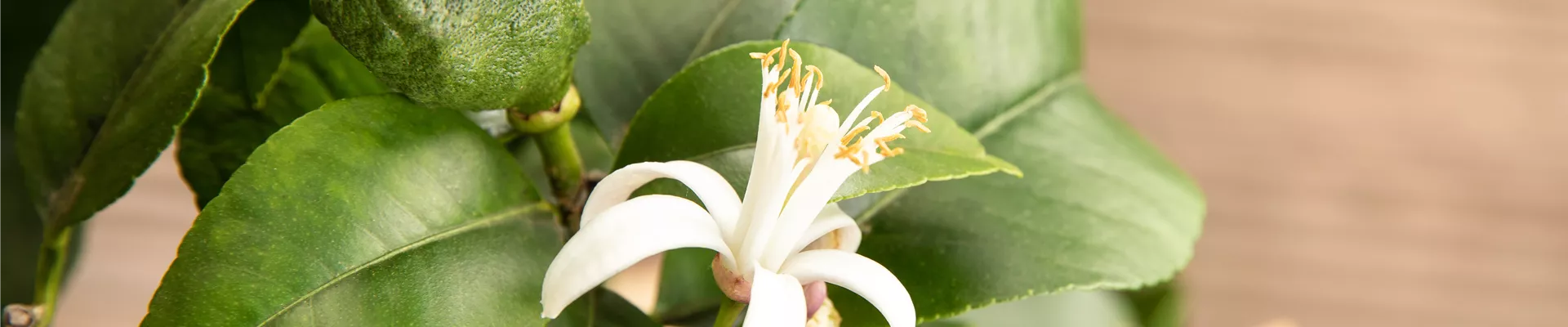 Citrus limon Citrus limon