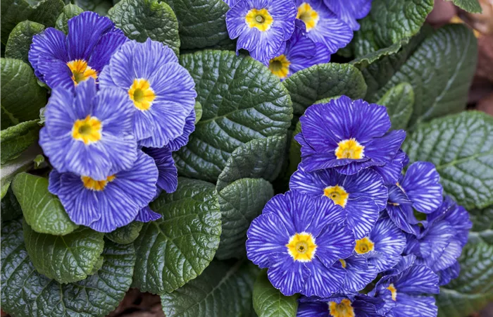 Primula vulgaris Primula vulgaris