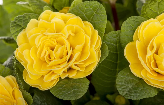 Primula vulgaris BELARINA Primula vulgaris BELARINA