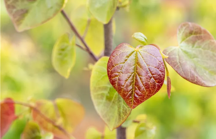 Gartengestaltung mit Laubgehölzen – So strahlt der Garten in allen Farben