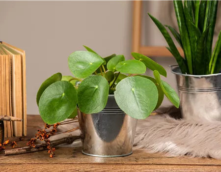 Die besonderen Eigenschaften von Zimmerpflanzen kennenlernen