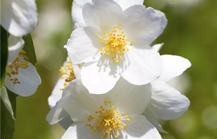 Philadelphus 'Belle Etoile' Philadelphus 'Belle Etoile'