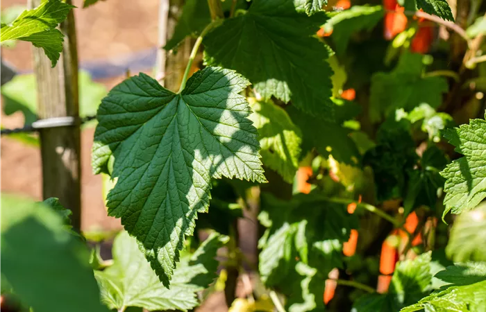 Ribes x nidigrolaria Ribes x nidigrolaria