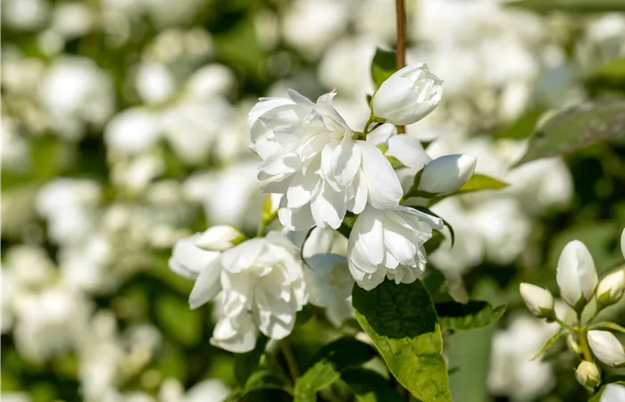 Philadelphus 'Schneesturm' Philadelphus 'Schneesturm'