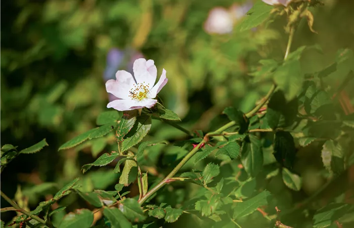 Rosa canina Rosa canina