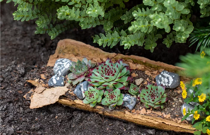 Sempervivum tectorum Sempervivum tectorum