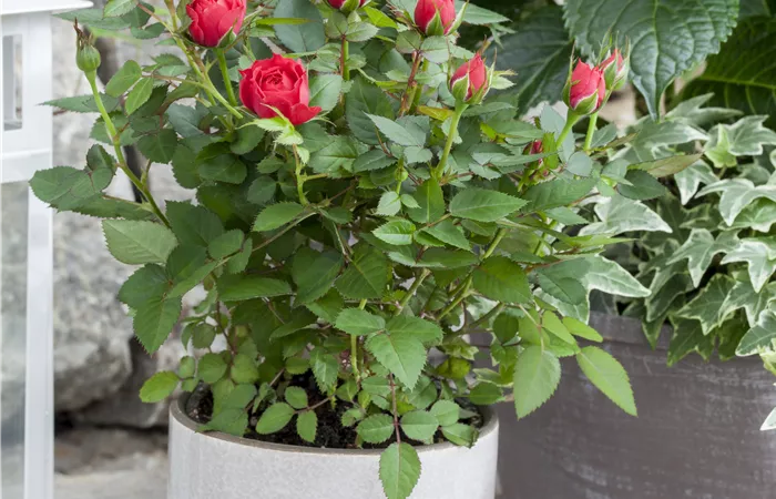 Rosa Kordana® Rosa Kordana®