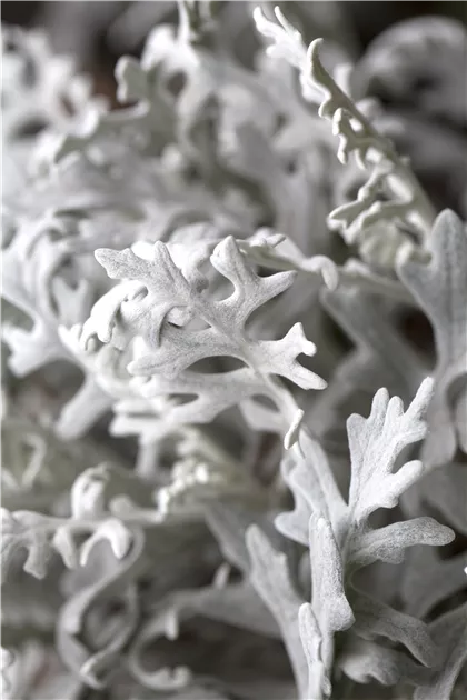 Senecio cineraria