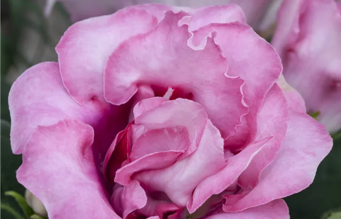 Sinningia speciosa Sinningia speciosa