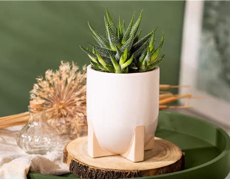 Die einmaligen Besonderheiten von Kakteen und Sukkulenten 