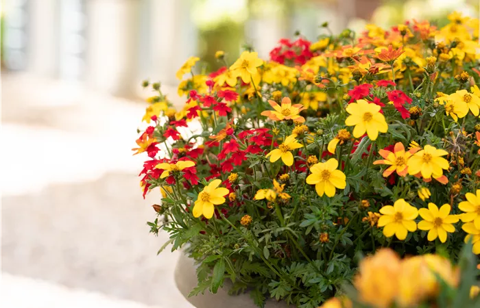 TrioMio™ TrioMio™