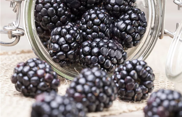 Rubus fruticosus Rubus fruticosus