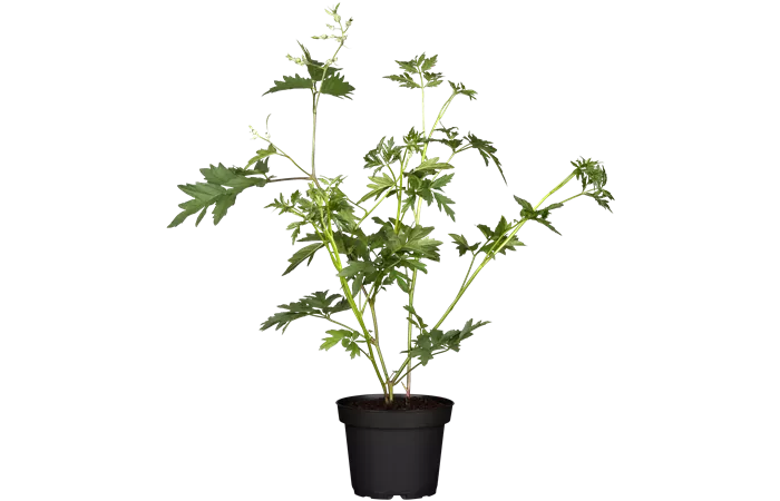 Rubus fruticosus 'Thornless Evergreen' Rubus fruticosus 'Thornless Evergreen'