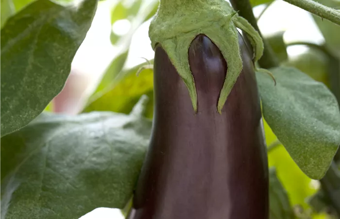 Solanum melongena Solanum melongena