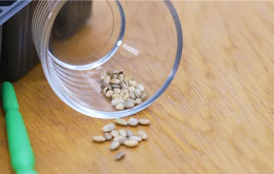 Artischocke - Aussaat Artischocke - Aussaat