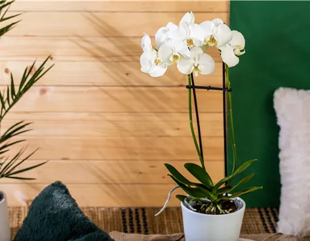 Die einmaligen Besonderheiten von Orchideen