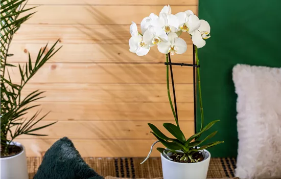 Die einmaligen Besonderheiten von Orchideen Die einmaligen Besonderheiten von Orchideen