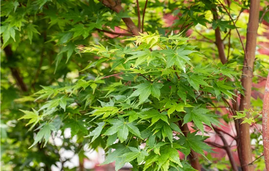 Fächerahorn als Highlight in jedem Garten Fächerahorn als Highlight in jedem Garten