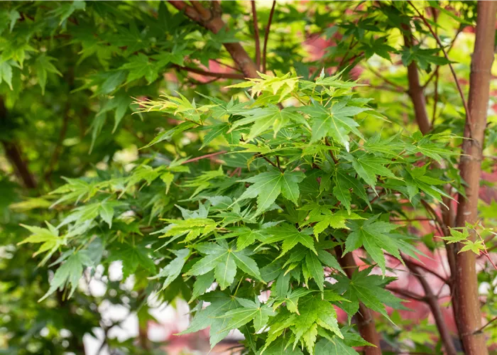 Fächerahorn als Highlight in jedem Garten
