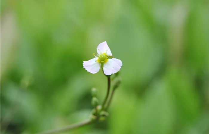 Sagittaria sagittifolia Sagittaria sagittifolia