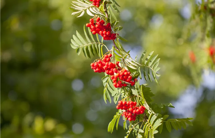 Sorbus aucuparia Sorbus aucuparia