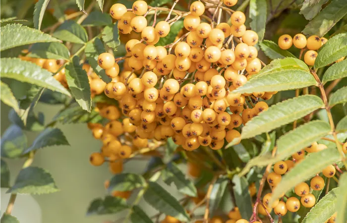 Sorbus aucuparia 'Autumn Spire'® Sorbus aucuparia 'Autumn Spire'®