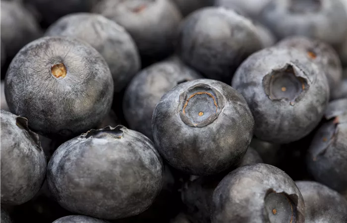 Vaccinium myrtillus Vaccinium myrtillus