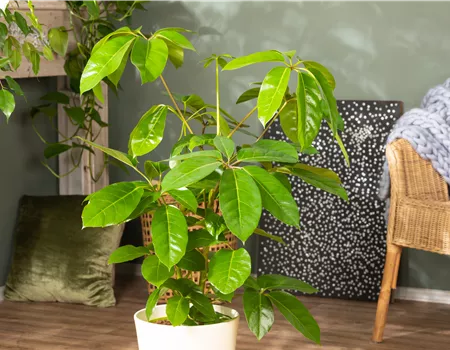 Die Vielfalt der Zimmerpflanzen ist unendlich und wunderschön