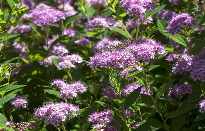 Spiraea japonica Spiraea japonica