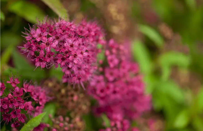 Spiraea japonica 'Anthony Waterer' Spiraea japonica 'Anthony Waterer'