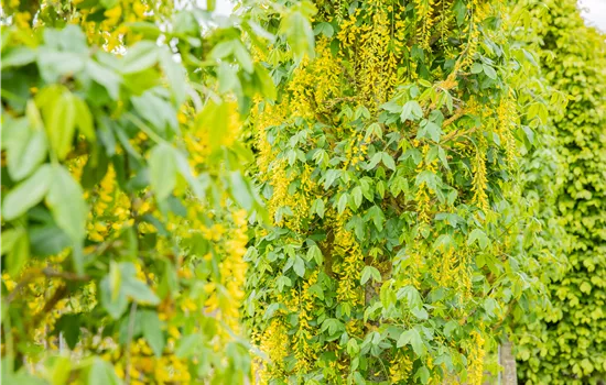 Laubgehölze einpflanzen – Gut gepflanzt ist halb gepflegt Laubgehölze einpflanzen – Gut gepflanzt ist halb gepflegt
