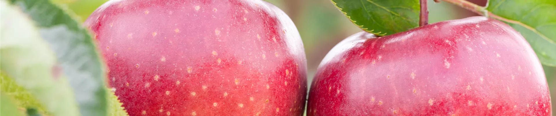 Malus domestica 'Jonagold' Malus domestica 'Jonagold'