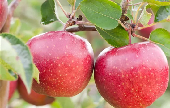 Obstgehölze vor Schädlingen schützen und die Ernte sichern Obstgehölze vor Schädlingen schützen und die Ernte sichern