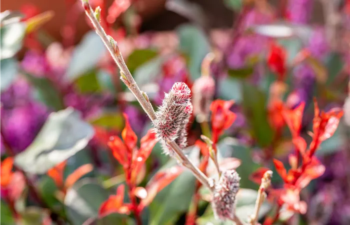 Salix 'Rotkätzchen'® Salix 'Rotkätzchen'®