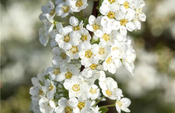 Spiraea x cinerea Spiraea x cinerea