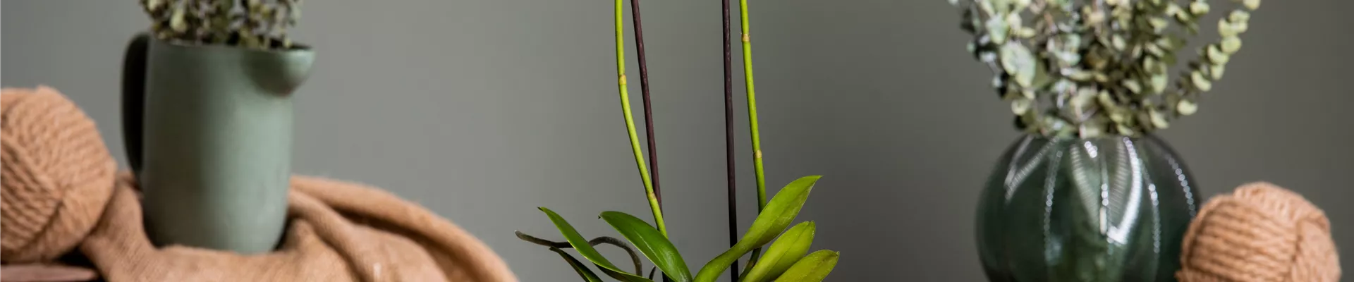 Phalaenopsis, weiß Phalaenopsis, weiß