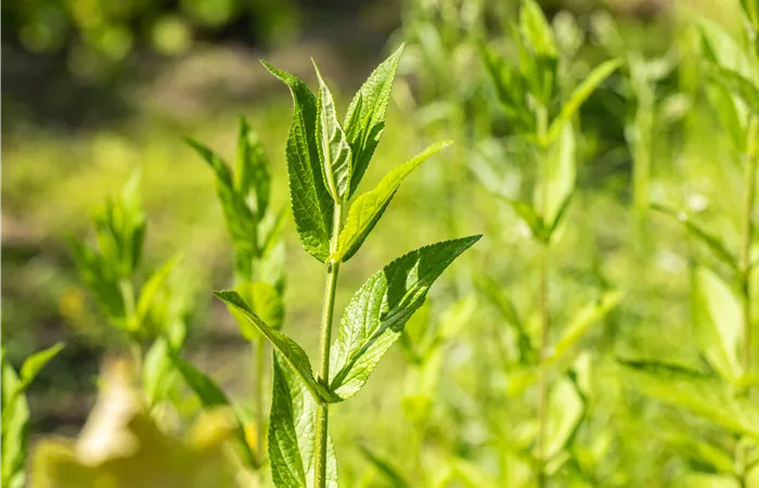 Stachys palustris Stachys palustris