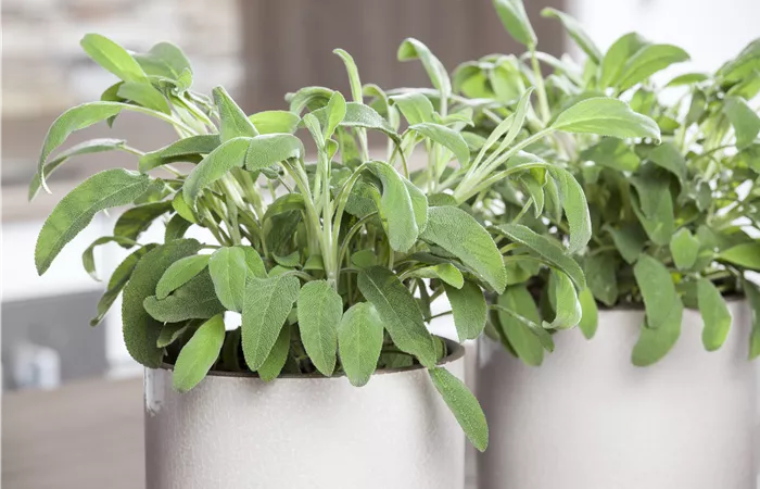 Salvia officinalis Salvia officinalis