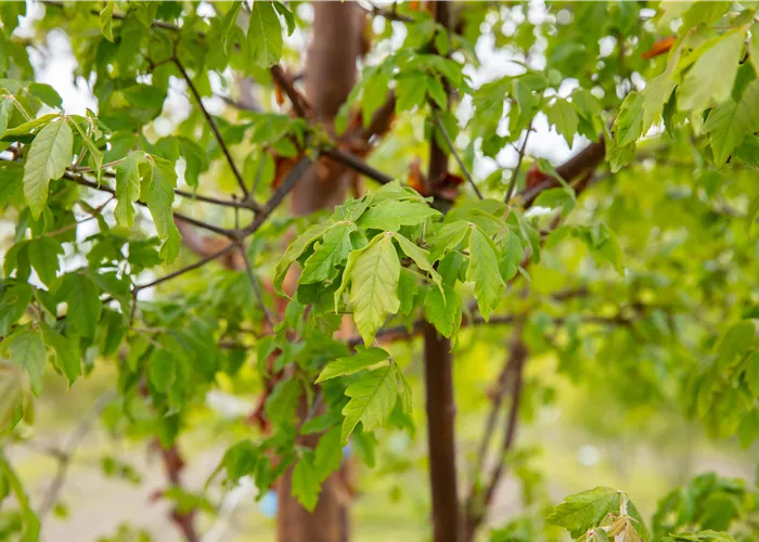 Laubgehölze kaufen und den Garten zum Leuchten bringen