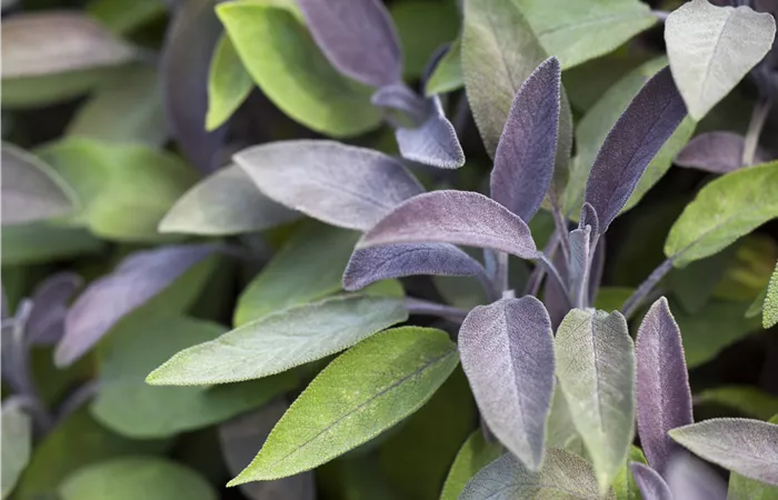 Salvia officinalis 'Purpurea' Salvia officinalis 'Purpurea'