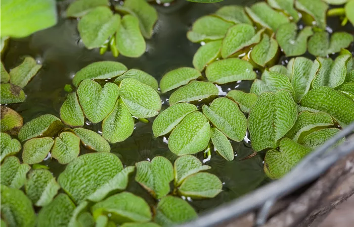 Salvinia natans Salvinia natans