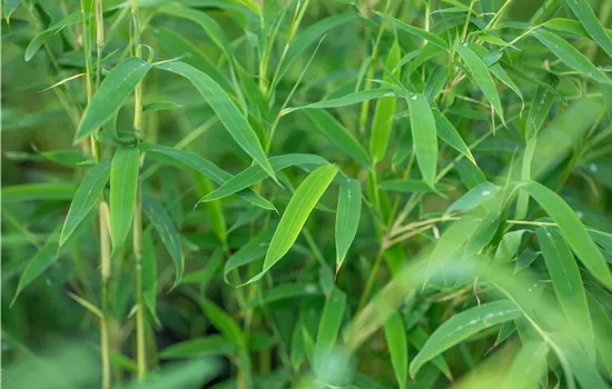 Krankheiten und Schädlinge an Bambus erkennen und vorbeugen Krankheiten und Schädlinge an Bambus erkennen und vorbeugen