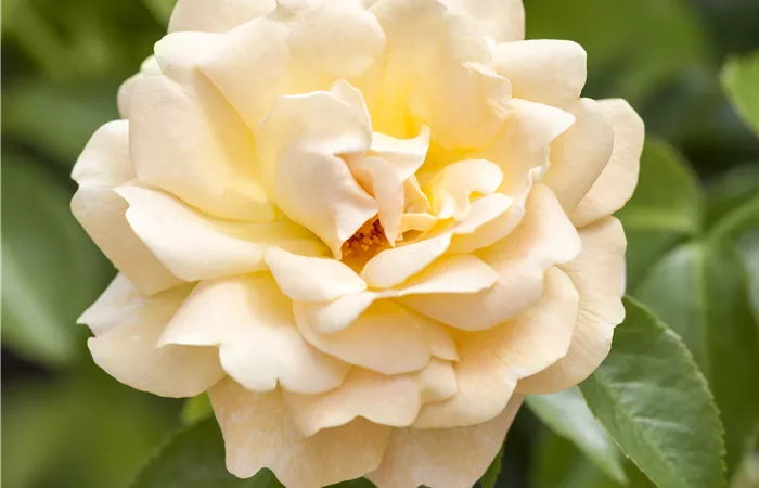 Strauchrose Strauchrose