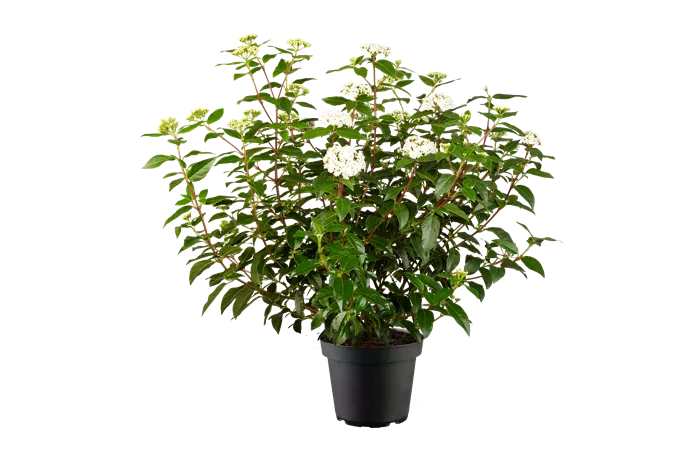 Viburnum tinus 'Eve Price' Viburnum tinus 'Eve Price'