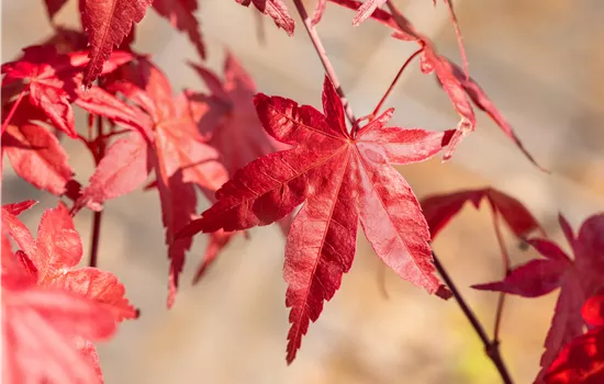 Laubgehölze nach dem Kauf optimal versorgen Laubgehölze nach dem Kauf optimal versorgen