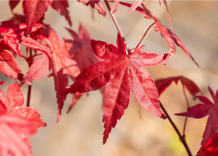 Laubgehölze nach dem Kauf optimal versorgen