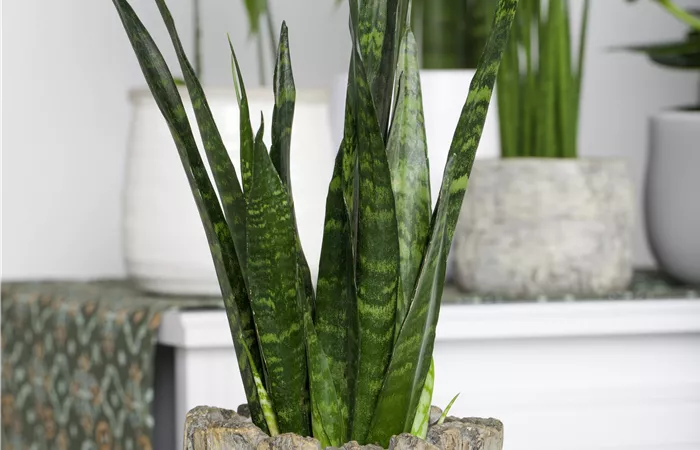 Sansevieria trifasciata Sansevieria trifasciata